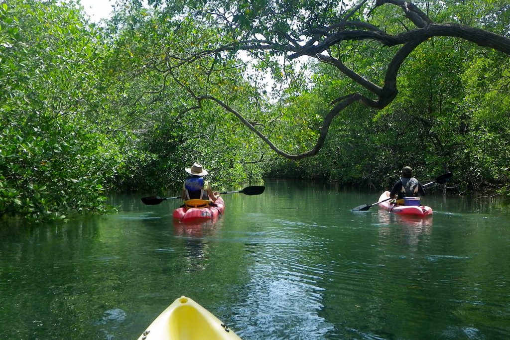 Mangrove Kayaking Tour DRT Holidays