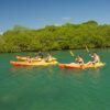 Mangrove Kayaking Tour